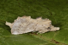 Nebbspinner (Pterostoma palpina)