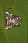 Flekkhalvspinner (Thyatira batis)
