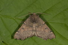 Scalloped Hazel (Odontopera bidentata)