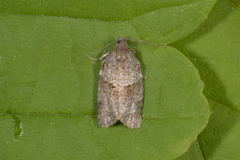 Dark-barred Tortrix (Syndemis musculana)
