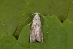 Bee Moth (Aphomia sociella)