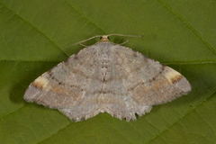 Tawny-barred Angle (Macaria liturata)