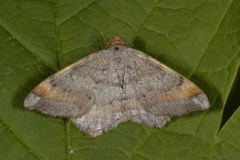 Tawny-barred Angle (Macaria liturata)