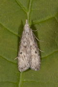 Bee Moth (Aphomia sociella)