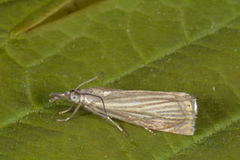 Garden Grass-veneer (Chrysoteuchia culmella)