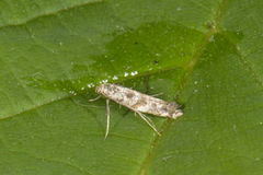 Lilac Leafminer (Gracillaria syringella)