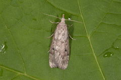 Bee Moth (Aphomia sociella)