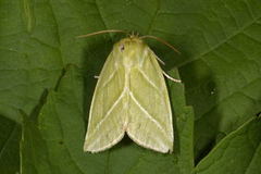 Rødfrynset båtfly (Pseudoips prasinana)