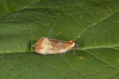 Brassy Tortrix (Eulia ministrana)