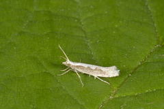 Diamond-back Moth (Plutella xylostella)
