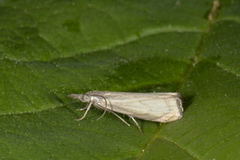 Garden Grass-veneer (Chrysoteuchia culmella)