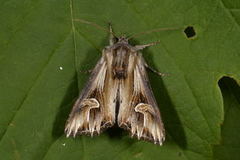 Tannet perikumfly (Actinotia polyodon)