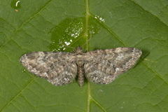 Vinkeldvergmåler (Eupithecia vulgata)