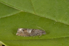 Square-barred Bell (Epinotia tetraquetrana)