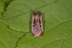 Flame Shoulder (Ochropleura plecta)