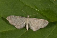 Engdvergmåler (Eupithecia satyrata)