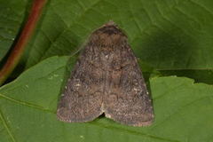 Skyggefly (Rusina ferruginea)