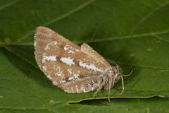 Bordered White (Bupalus piniaria)