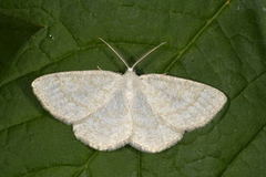 Common Wave (Cabera exanthemata)