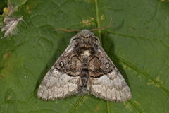 Nut-tree Tussock (Colocasia coryli)