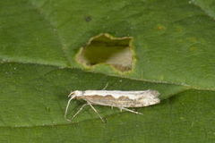 Diamond-back Moth (Plutella xylostella)