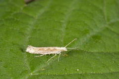 Diamond-back Moth (Plutella xylostella)