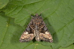 Small Angle Shades (Euplexia lucipara)