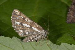 Bordered White (Bupalus piniaria)
