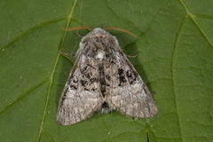 Nut-tree Tussock (Colocasia coryli)