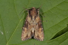 Kileengfly (Apamea crenata)