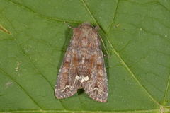 Broom Moth (Ceramica pisi)