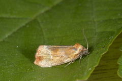 Brassy Tortrix (Eulia ministrana)