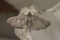 Engdvergmåler (Eupithecia satyrata)