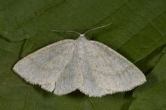 Common Wave (Cabera exanthemata)