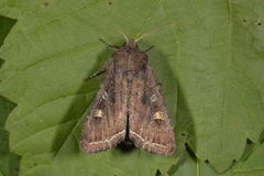 Bright-line Brown-eye (Lacanobia oleracea)
