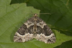 Geitramsdråpemåler (Ecliptopera silaceata)