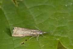 Garden Grass-veneer (Chrysoteuchia culmella)