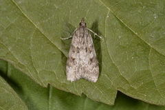 Common Grey (Scoparia ambigualis)