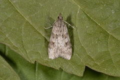 Junimosemott (Scoparia ambigualis)