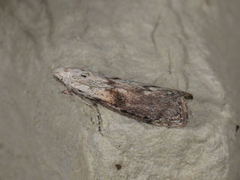 Bee Moth (Aphomia sociella)