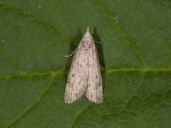 Bee Moth (Aphomia sociella)