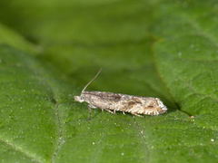 Square-barred Bell (Epinotia tetraquetrana)