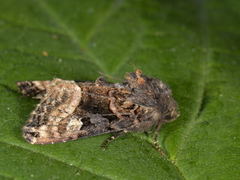 Small Angle Shades (Euplexia lucipara)
