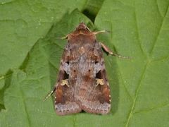 Rødfrynset teglfly (Diarsia brunnea)