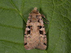 Triangelbakkefly (Xestia triangulum)