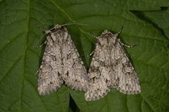 Grått hakefly (Polia nebulosa)