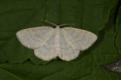 Common Wave (Cabera exanthemata)