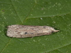 Bee Moth (Aphomia sociella)