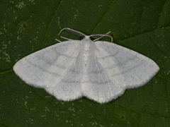 Common White Wave (Cabera pusaria)