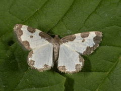 Randmåler (Lomaspilis marginata)